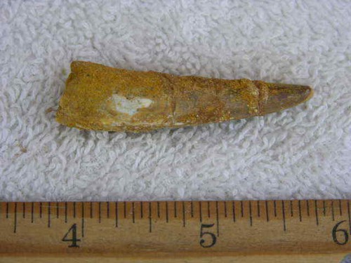 Dinosaur fossil tooth