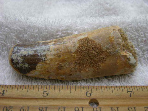 Dinosaur fossil tooth