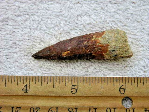 Dinosaur fossil tooth