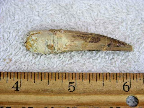 Dinosaur fossil tooth