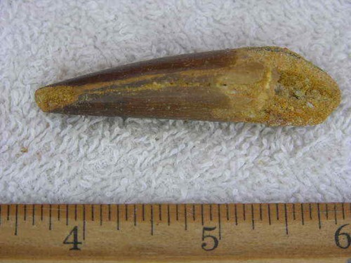 Dinosaur fossil tooth