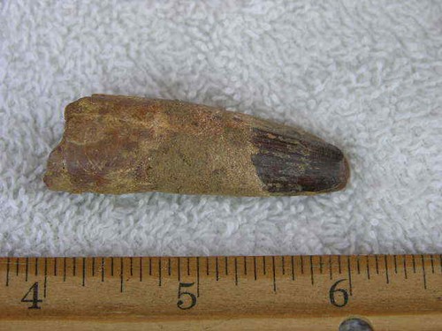 Dinosaur fossil tooth